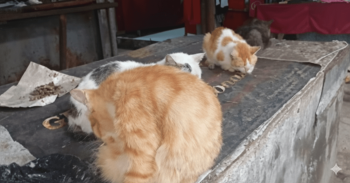 Ringankan Lapar Kucing yang Terlantar - Campaign Donasi
